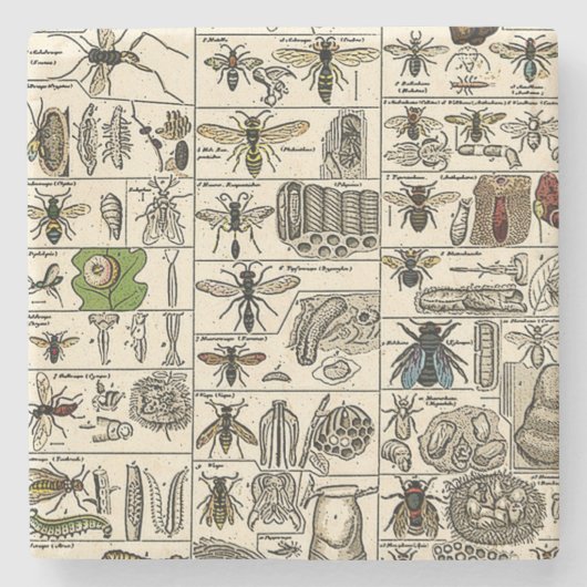 Dessous-de-verre En Pierre Entomologie vintage (Devant)