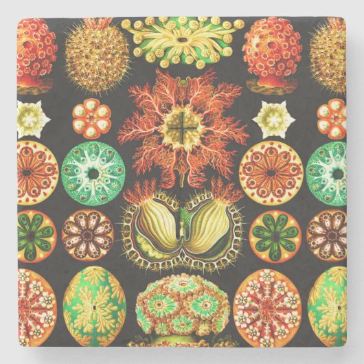 Dessous-de-verre En Pierre Ernst Haeckel Ascidiae (Devant)