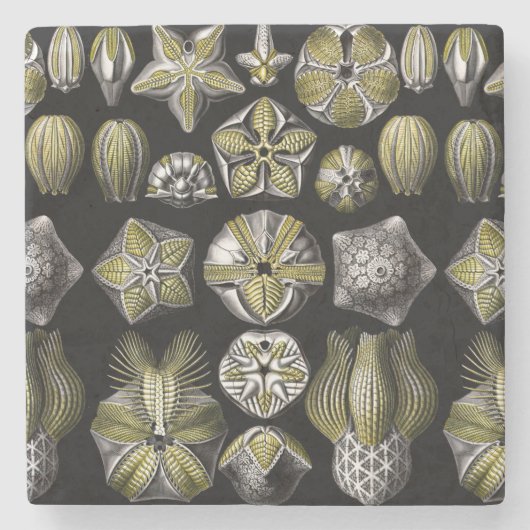 Dessous-de-verre En Pierre Ernst Haeckel Blastoidea (Devant)