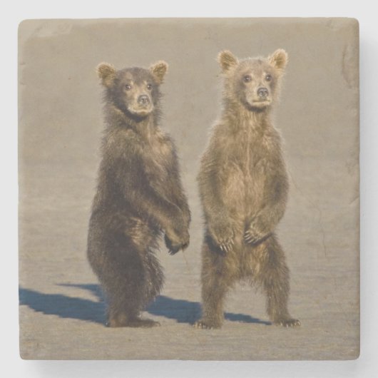 Dessous-de-verre En Pierre États-Unis Alaska. Cubes d'ours Brown côtier (Devant)