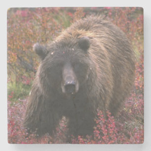 Dessous-de-verre En Pierre États-Unis, Alaska, Parc national Denali. Ours bru