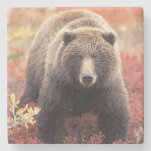 Dessous-de-verre En Pierre États-Unis, Alaska, Parc national Denali, ours gri