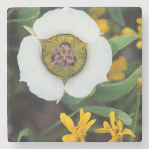 Dessous-de-verre En Pierre États-Unis, Colorado. Tulipe Mariposa