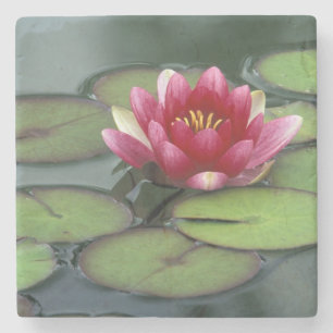Dessous-de-verre En Pierre États-Unis, État de Washington, Seattle. Nénuphar