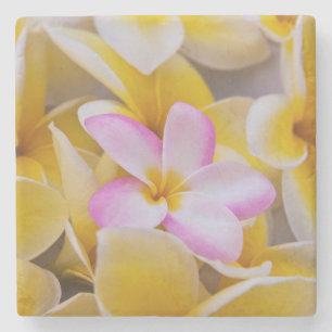 Dessous-de-verre En Pierre États-Unis, Hawaï, Oahu, Fleurs de plumeria en fle