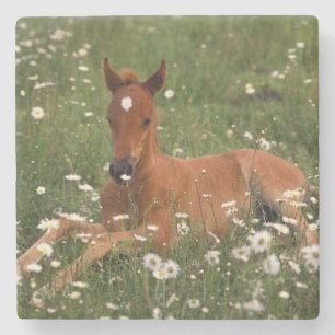 Dessous-de-verre En Pierre États-Unis, Oregon, Poney arabe.