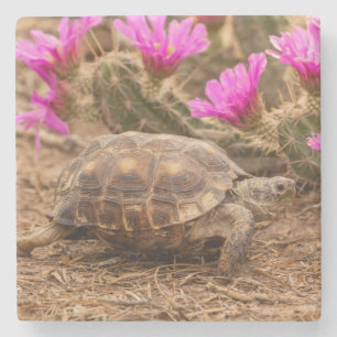 Dessous-de-verre En Pierre États-Unis, Texas, comté de Hidalgo. Tortue