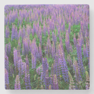 Dessous-de-verre En Pierre États-Unis, Washington, Comté de Clallam, Lupine