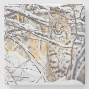 Dessous-de-verre En Pierre États-Unis, Wyoming, Bobcat