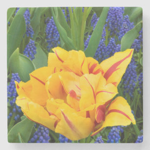 Dessous-de-verre En Pierre Europe, Pays-Bas, Lisse. Tulipes