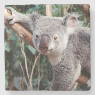 Dessous-de-verre En Pierre Featherdale Wildlife Park, Koalas