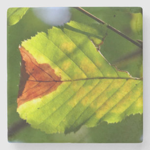 Dessous-de-verre En Pierre Feuille verte d'automne