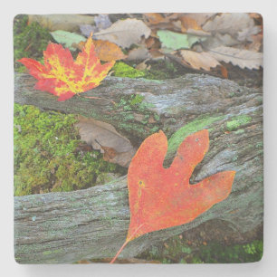 Dessous-de-verre En Pierre Feuilles d'automne colorées