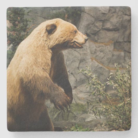 Dessous-de-verre En Pierre Fière Ours (Devant)