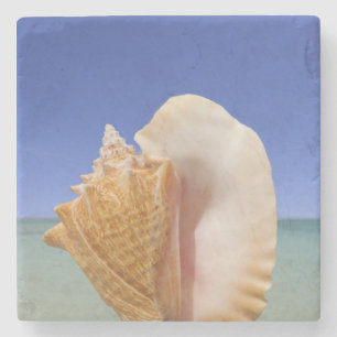 Dessous-de-verre En Pierre Fin de Shell de mer