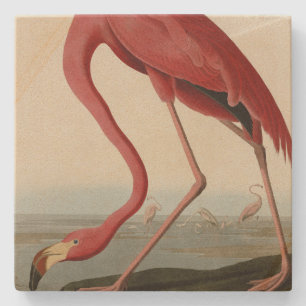 Dessous-de-verre En Pierre Flamant rose américain d'Audubon's Birds of Americ