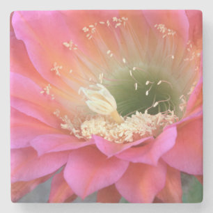 Dessous-de-verre En Pierre Fleur de cactus rose dans le désert