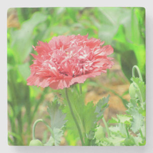 Dessous-de-verre En Pierre Fleur de crapaud rose en fleur