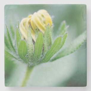 Dessous-de-verre En Pierre Fleur ouverte de l'Echinacea