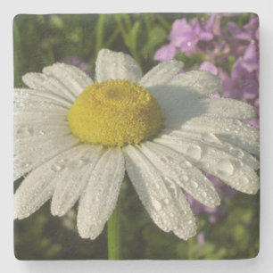 Dessous-de-verre En Pierre Fleur sauvage Daisy et Summer Lilac