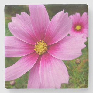 Dessous-de-verre En Pierre Fleur sauvage de fleurs Cosmos roses