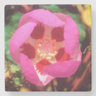 Dessous-de-verre En Pierre Fleur sauvage Desert Five Spot