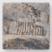 Dessous-de-verre En Pierre Fossil Nautiloïde Cephalopod Ancien Mollusk (Devant)