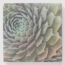 Fractale Succulente