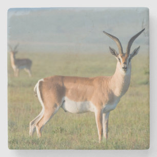 Dessous-de-verre En Pierre Gazelle de Grant, cratère du Ngorongoro, Ngorongor