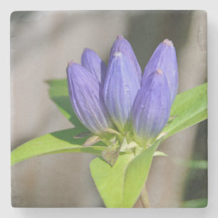 Dessous-de-verre En Pierre gentiane