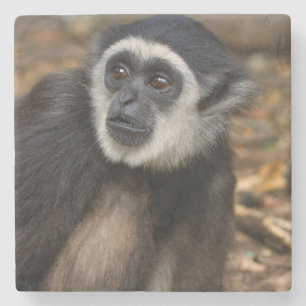 Dessous-de-verre En Pierre Gibbon à mains blanches (Hylobates Lar), Monkeylan