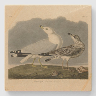 Dessous-de-verre En Pierre Goéland commun américain - Les oiseaux d'Amérique