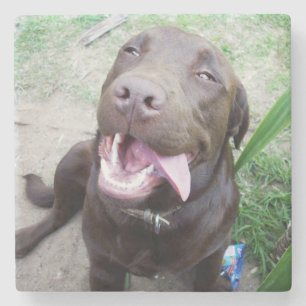 Dessous-de-verre En Pierre Goofy Delties : Chocolat Brown Labrador Puppy,