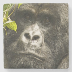 Dessous-de-verre En Pierre Gorille des montagnes, Gorilla beringei beringei,