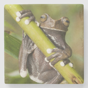 Dessous-de-verre En Pierre Grenouille arboricole captive de Tapichalaca Hylos