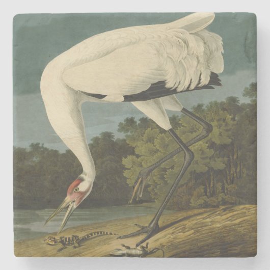Dessous-de-verre En Pierre Grue blanche Audubon Peinture d'oiseaux (Devant)