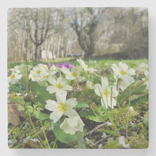 Dessous-de-verre En Pierre Harbinger du printemps (Devant)