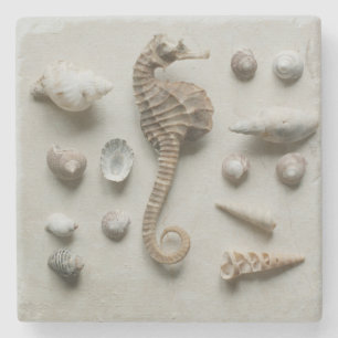 Dessous-de-verre En Pierre Hippocampe et coquilles