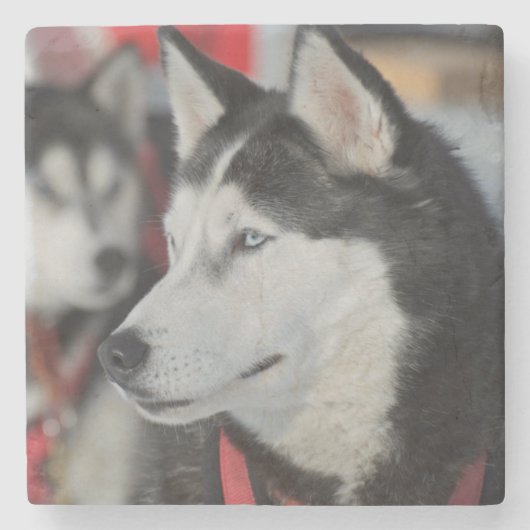 Dessous-de-verre En Pierre Husky dog before a race (Devant)