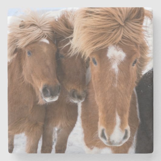 Dessous-de-verre En Pierre Icelandic Horses nuzzle (Devant)