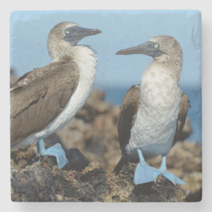 Dessous-de-verre En Pierre Îles Galapagos, île d'Isabela