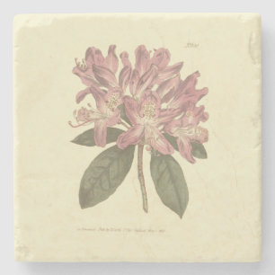 Dessous-de-verre En Pierre Illustration de rhododendron pourpre