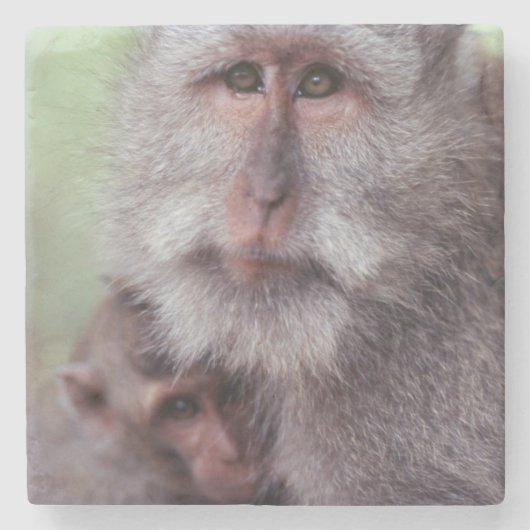 Dessous-de-verre En Pierre Indonésie, Bali, Ubud, Macaque à longue queue (Devant)