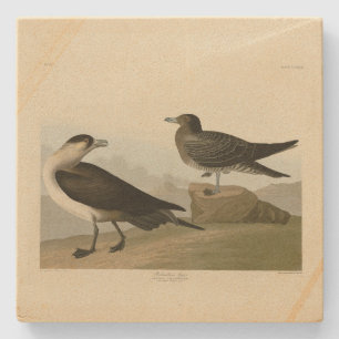 Dessous-de-verre En Pierre Jager de Richardson de Audubon's Birds of America