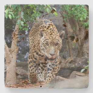 Dessous-de-verre En Pierre Jaguar20150501