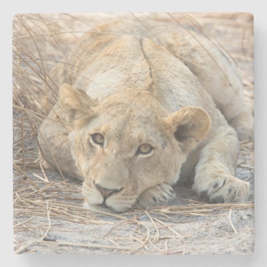 Dessous-de-verre En Pierre Jeune lion (Devant)