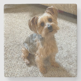 Dessous-de-verre En Pierre Joli chien Westie / Yorkie pour fondre votre cœur