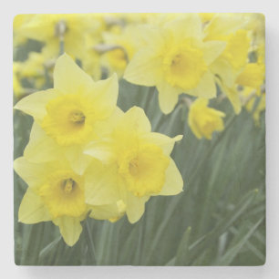Dessous-de-verre En Pierre Jonquilles RF)