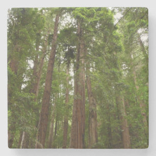 Dessous-de-verre En Pierre Jusqu'à Redwoods I au monument national de Muir Wo