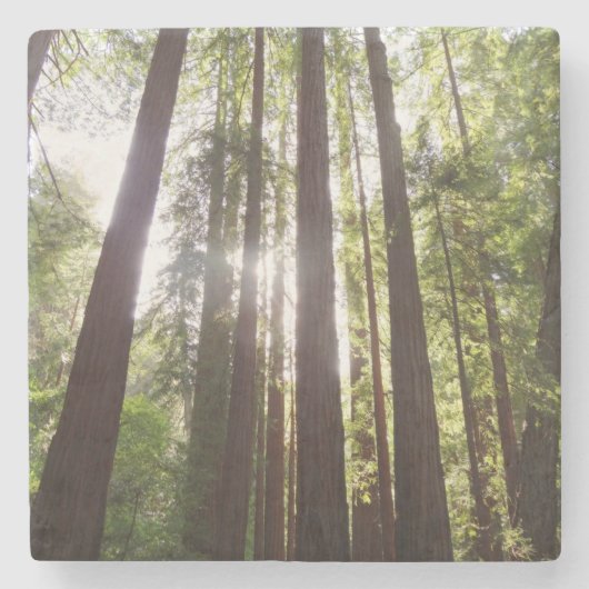 Dessous-de-verre En Pierre Jusqu'aux séquoias du matin (Devant)